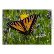 Yellow Swallowtail Butterfly Greeting Cards