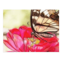 Yellow Swallowtail butterfly on a Zinnia Post Card