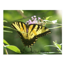 Yellow SwallowTail Butterfly Post Card