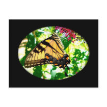 Yellow Swallowtail Butterfly Postcard
