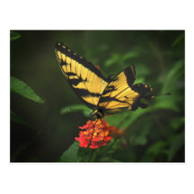 Yellow Swallowtail Butterfly Postcard