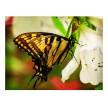 Yellow Swallowtail Butterfly Postcard