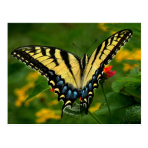 Yellow Swallowtail Butterfly Postcard