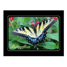 Yellow Swallowtail Butterfly Postcard