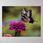 Yellow Swallowtail Butterfly Print