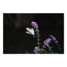Yellow Swallowtail Butterfly Print Photo Art