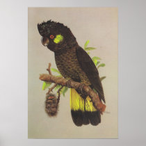 Yellow-tailed Black Cockatoo Poster