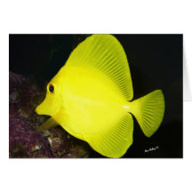 Yellow Tang Card