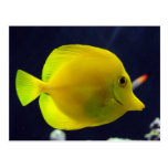 Yellow Tang Postcard
