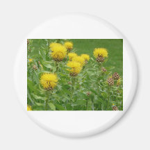 yellow thistle fridge magnets