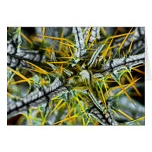 Yellow Thistle Thorns, Poster (1) Cards