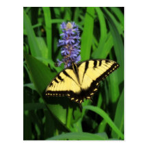 Yellow Tiger Swallowtail Butterfly Postcard