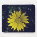 yellow Treasure Flower (Gazania Rigens) flowers Mousepads