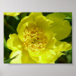 Yellow Tree Peony (Paeonia Lutea)