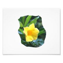 Yellow Trumpet Flower Photograph
