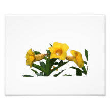 Yellow Trumpet Flowers cutout photo