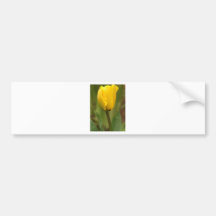 Yellow Tulip Bumper Stickers