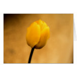 Yellow Tulip Greeting Cards
