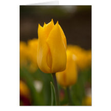 Yellow Tulip Cards