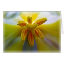 Yellow Tulip Cards