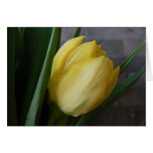 Yellow Tulip Flower Greeting Cards