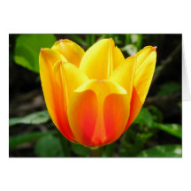Yellow Tulip Greeting Card
