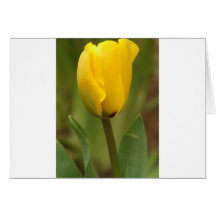 Yellow Tulip Greeting Card