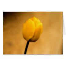 Yellow Tulip Greeting Cards