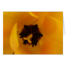 Yellow Tulip Greeting Cards