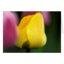 Yellow-Tulip-Large Card