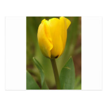 Yellow Tulip Post Card