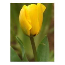 Yellow Tulip Post Cards