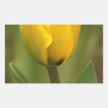 Yellow Tulip Rectangular Sticker