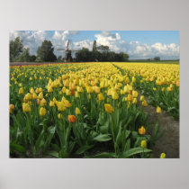 Yellow Tulips in a Field Holland