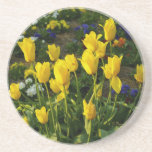 Yellow Tulips On Sandstone Coaster