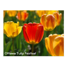 Yellow Tulips, Orange Tulips Post Cards