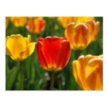 Yellow Tulips, Orange Tulips Postcard