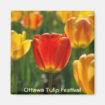 Yellow Tulips, Orange Tulips Refrigerator Magnet
