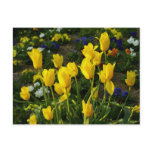 Yellow Tulips Postcard