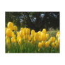 Yellow Tulips Postcard