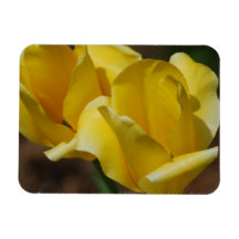 Yellow Tulips Premium Magnet