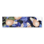 Yellow Violet seeds (Viola papilionacea) flowers bumper stickers
