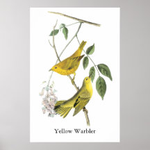 Yellow Warbler, John Audubon Print