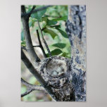 Yellow warbler nest with eggs posters