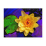 YELLOW WATER LILY