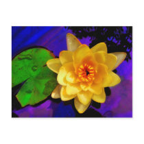 Yellow water Lily, postcard