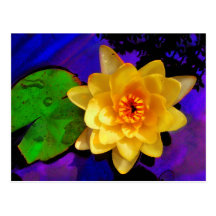 YELLOW WATER LILY POSTCARD
