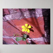Yellow Weed flower Poster