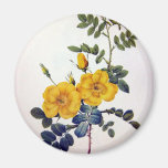 Yellow Wild Roses, Pierre Joseph Redouté Magnet