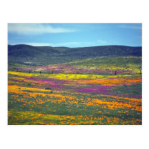 Yellow Wildflower field flowers Postcard